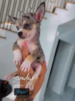 Piper, a male Chihuahua for sale in Cypress, TX – 3 of 6