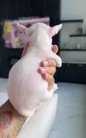 HULK, a male Chihuahua for sale in Cypress, TX – 3 of 5