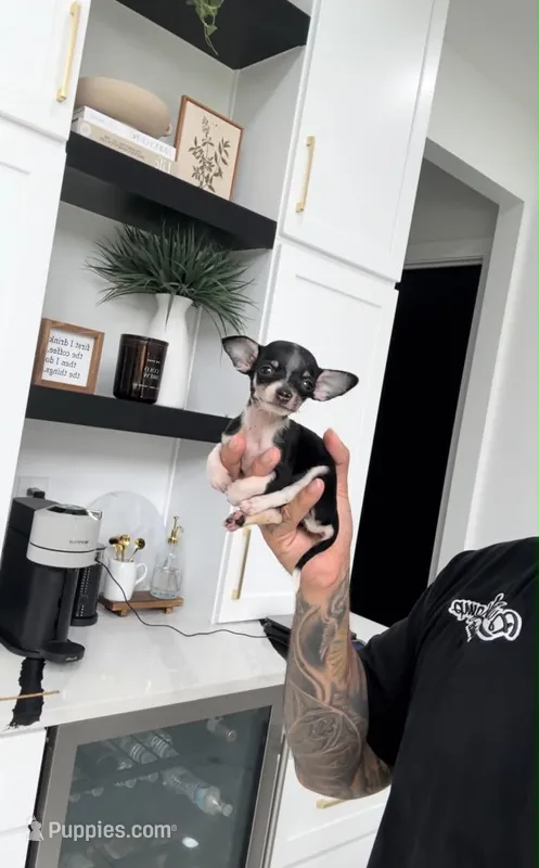 PHANTOM – Chihuahua puppy for sale in Cypress, TX