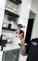 PHANTOM, a male Chihuahua for sale in Cypress, TX – 1 of 7
