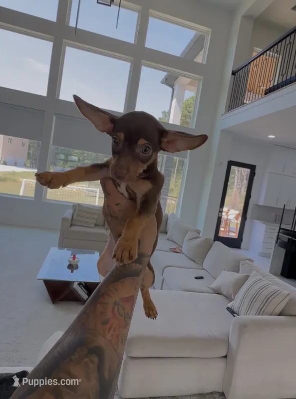 LILY  – Chihuahua puppy for sale in Cypress, TX