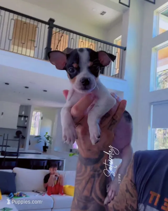 COWBOY – Chihuahua puppy for sale in Cypress, TX