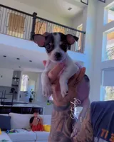 COWBOY, a male Chihuahua for sale in Cypress, TX – Photo 1 of 7