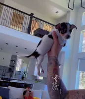 COWBOY, a male Chihuahua for sale in Cypress, TX – Photo 3 of 7