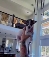 COWBOY, a male Chihuahua for sale in Cypress, TX – Photo 4 of 7