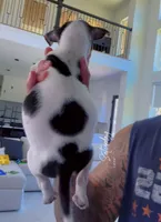 COWBOY, a male Chihuahua for sale in Cypress, TX – Photo 7 of 7