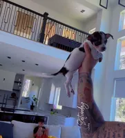 COWBOY, a male Chihuahua for sale in Cypress, TX – Photo 6 of 7