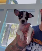 COWBOY, a male Chihuahua for sale in Cypress, TX – Photo 2 of 7