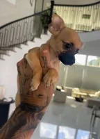 RED, a male Chihuahua for sale in Cypress, TX – 4 of 4