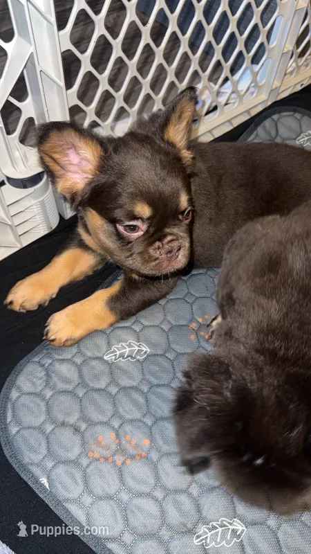 Mamas – French Bulldog puppy for sale in Brighton, CO