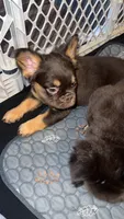 Mamas, a female French Bulldog for sale in Brighton, CO – 1 of 3