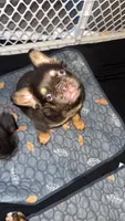 Mamas, a female French Bulldog for sale in Brighton, CO – 3 of 3