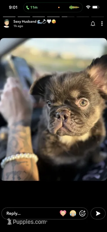 Gordas  – French Bulldog puppy for sale in Brighton, CO