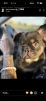 Gordas , a female French Bulldog for sale in Brighton, CO – 1 of 2