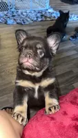 Gordas , a female French Bulldog for sale in Brighton, CO – 2 of 2