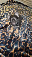 Mamas, a female French Bulldog for sale in Brighton, CO – 2 of 3