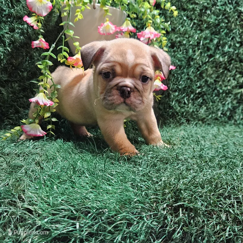 Nick – English Bulldog puppy for sale in Montgomery, IN