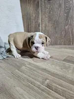 Spike, a male English Bulldog for sale in Montgomery, IN – Photo 2 of 4