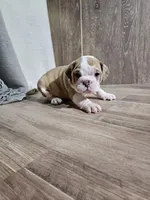 Spike, a male English Bulldog for sale in Montgomery, IN – Photo 1 of 4