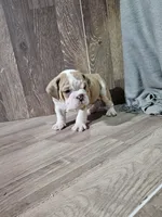 Spike, a male English Bulldog for sale in Montgomery, IN – Photo 4 of 4