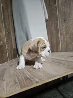 Spike, a male English Bulldog for sale in Montgomery, IN – Photo 3 of 4