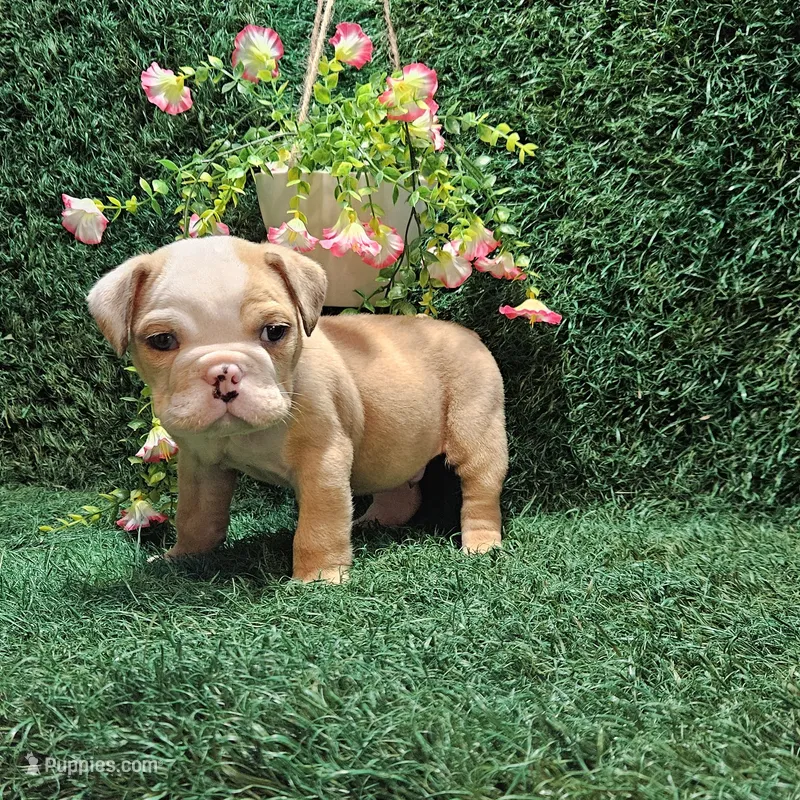 Ace – English Bulldog puppy for sale in Montgomery, IN