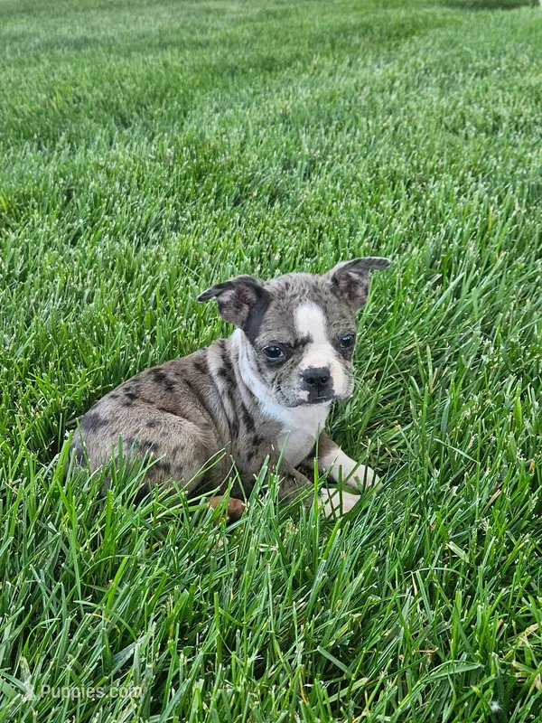 Hazel – Boston Terrier puppy for sale in Montgomery, IN