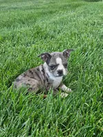 Hazel, a female Boston Terrier for sale in Montgomery, IN – 1 of 4