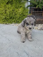 Max, a male Aussiedoodle for sale in Montgomery, IN – 2 of 2