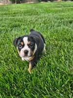 Clare, a female English Bulldog for sale in Montgomery, IN – 2 of 5