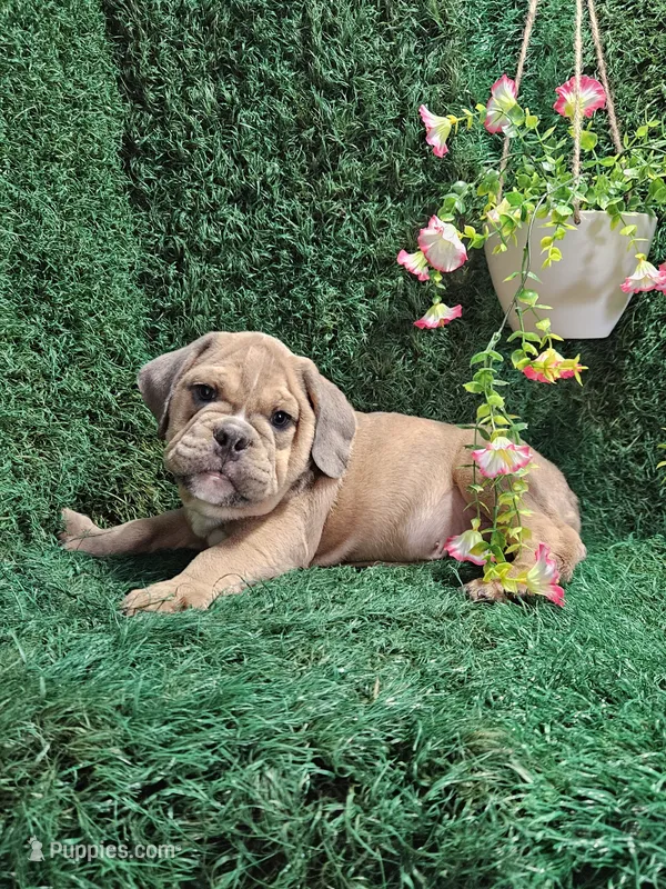 Henry – English Bulldog puppy for sale in Montgomery, IN