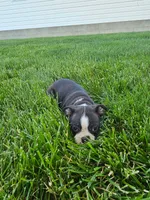 Hannah , a female Boston Terrier for sale in Montgomery, IN – 1 of 4