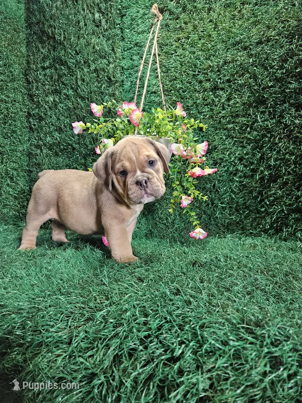 Henry – English Bulldog puppy for sale in Montgomery, IN