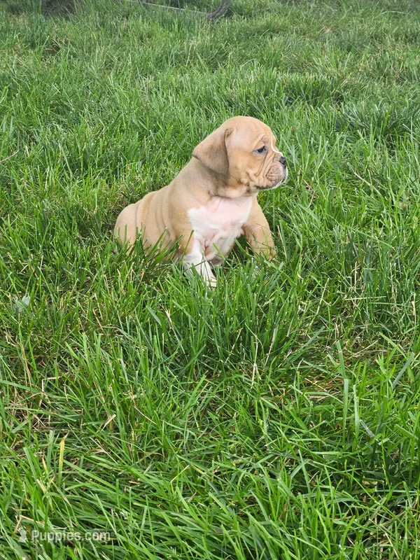 Clate – English Bulldog puppy for sale in Montgomery, IN