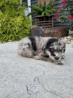 Bella, a female Aussiedoodle for sale in Montgomery, IN – 2 of 3