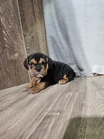Haden, a male English Bulldog for sale in Montgomery, IN – Photo 4 of 4