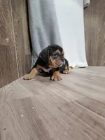 Haden, a male English Bulldog for sale in Montgomery, IN – Photo 2 of 4