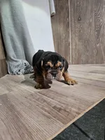 Haden, a male English Bulldog for sale in Montgomery, IN – Photo 3 of 4