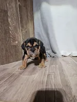 Haden, a male English Bulldog for sale in Montgomery, IN – Photo 1 of 4
