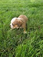 Clark, a male English Bulldog for sale in Montgomery, IN – 2 of 4