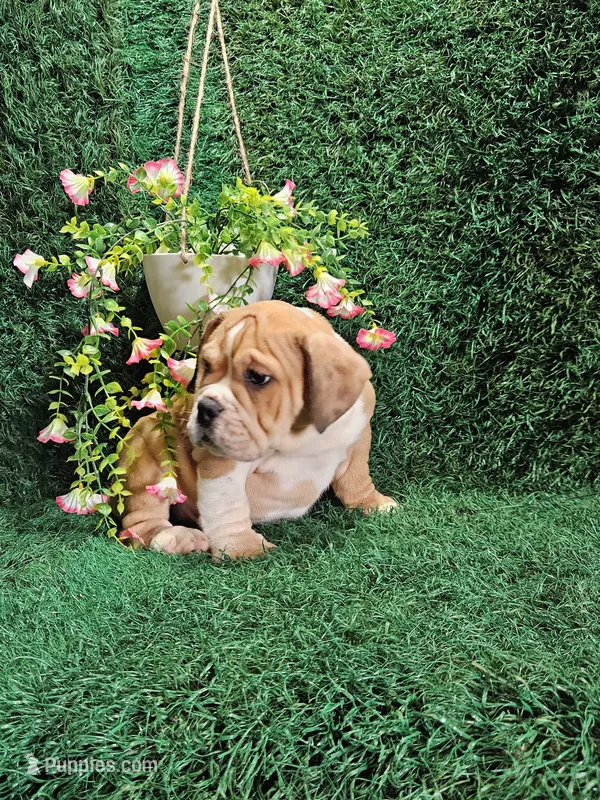Clint – English Bulldog puppy for sale in Montgomery, IN