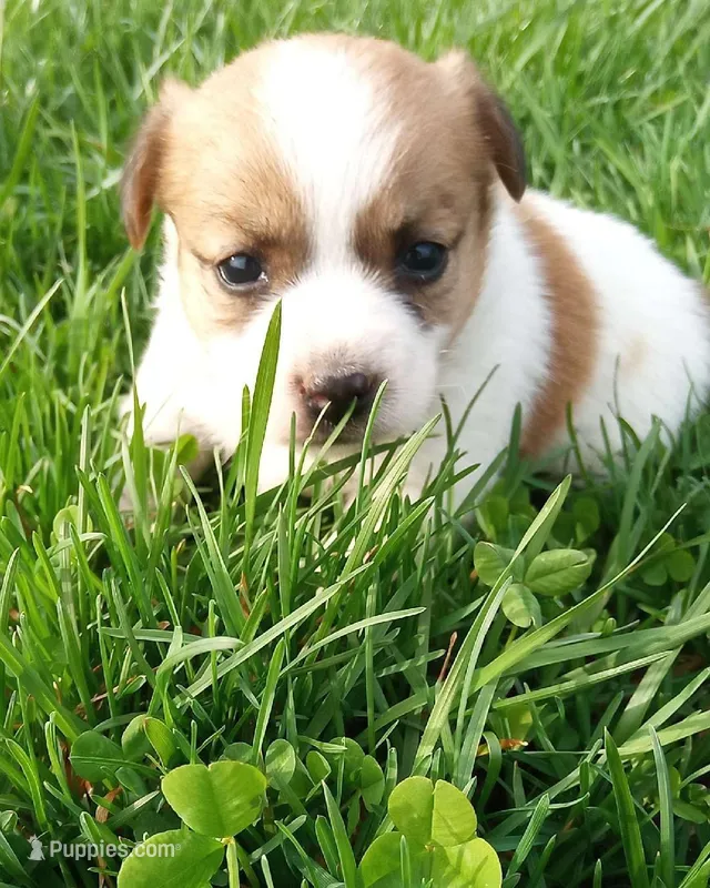 Pearl – Jack Russell Terrier puppy for sale in Montgomery, IN