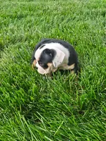 Cheyenne , a female English Bulldog for sale in Montgomery, IN – 2 of 3