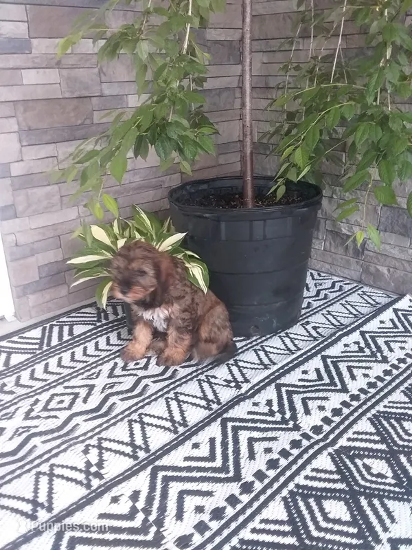 Jase – Cavapoo puppy for sale in Montgomery, IN