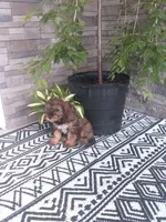 Jase, a male Cavapoo for sale in Montgomery, IN – 1 of 3