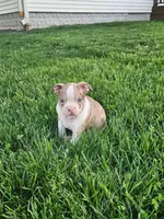 Joe, a male Boston Terrier for sale in Montgomery, IN – Photo 7 of 8