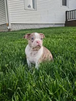 Joe, a male Boston Terrier for sale in Montgomery, IN – Photo 3 of 8