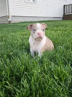 Joe, a male Boston Terrier for sale in Montgomery, IN – Photo 2 of 8