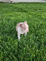 Joe, a male Boston Terrier for sale in Montgomery, IN – Photo 6 of 8