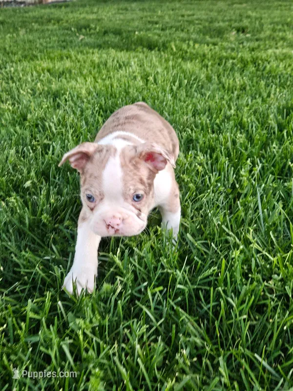 Joe – Boston Terrier puppy for sale in Montgomery, IN